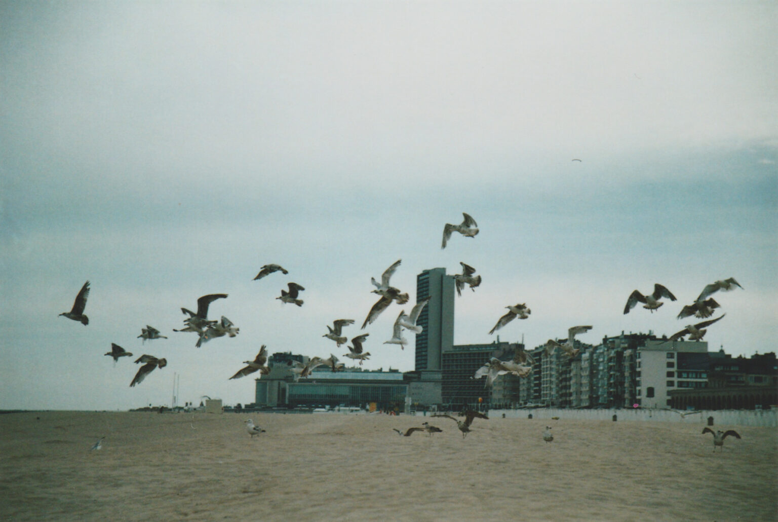 voldoiseaux_photographieargentique_ostende